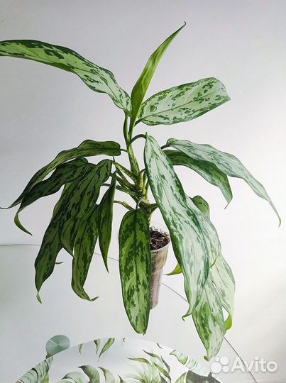 Аглаонема Сильвер Квин