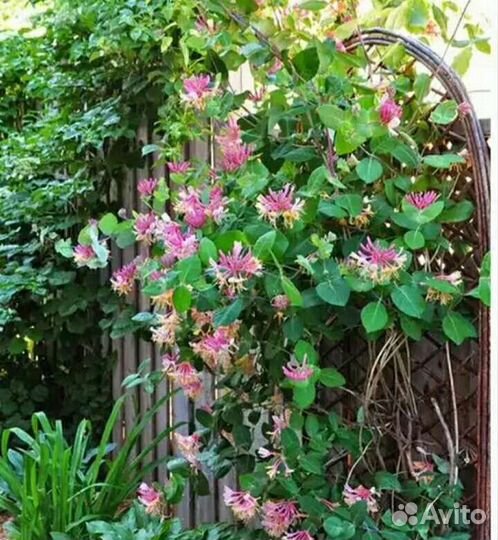 Жимолость Каприфоль, хмель, девичий виноград