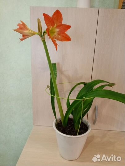 Гиппеаструм