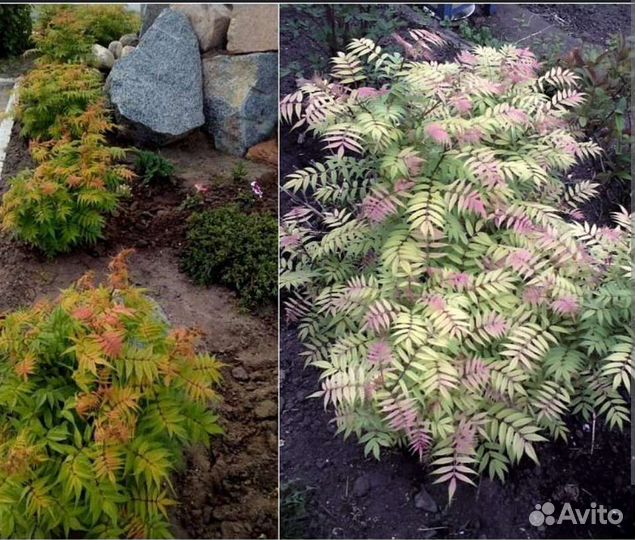 Кустарник - рябинник рябинолистный