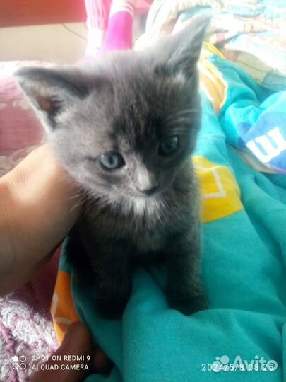 Кошечка в добрые руки