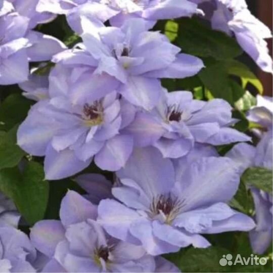 Клематис Блю Котильон