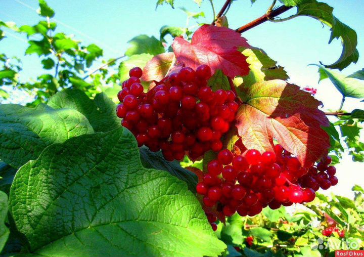 Плодовые (саженцы)