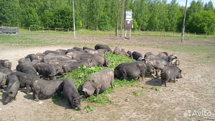 Вьетнамские поросята