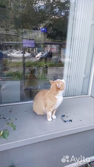 Кот или кошечка