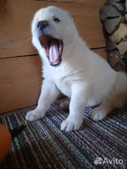 Щенки Туркмены