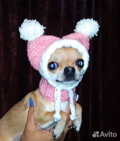 Шапочки для собак