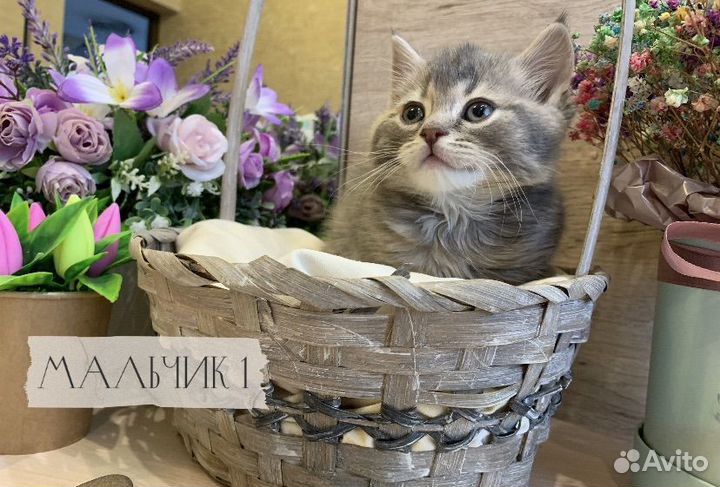 Британские котята