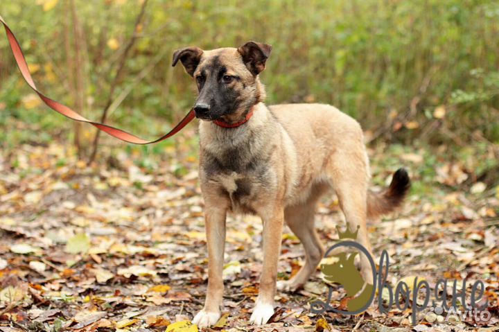 Фиона - собачка для души