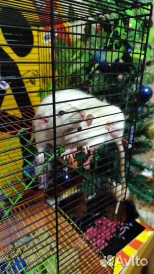 Отдам 4 крыски с клеткой