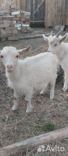 Козлята