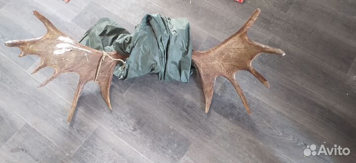 Продам рога лося