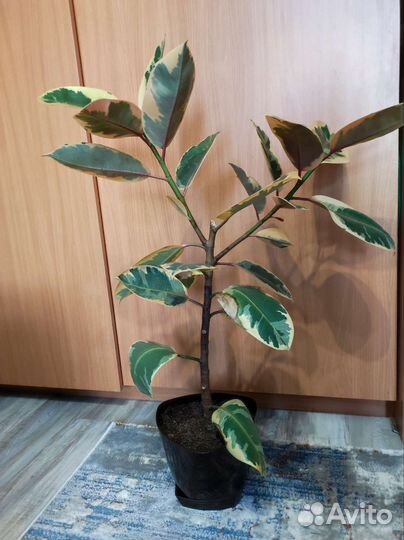 Фикус тенике