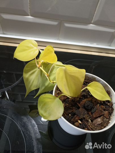 Филодендроны