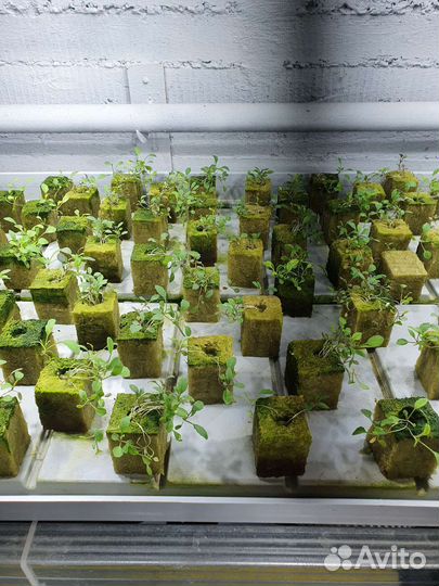 Рассада руккола