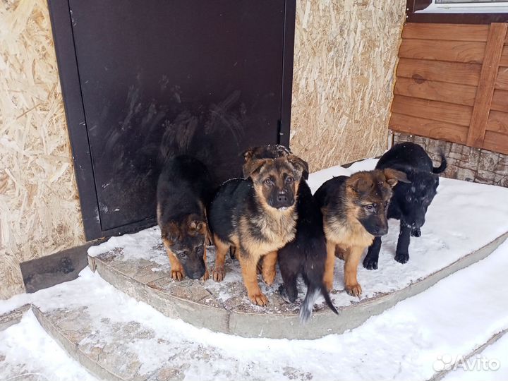 Собаки щенки немецкая овчарка