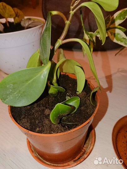 Комнатные цветы