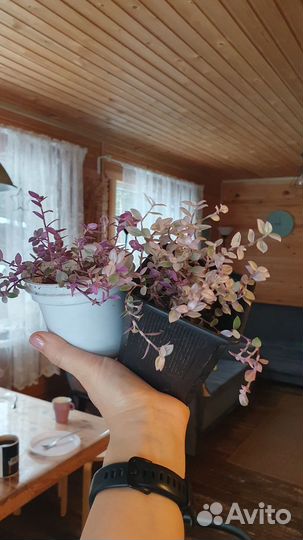 Каллизия