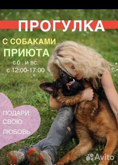 Прогулки с питомцами приюта