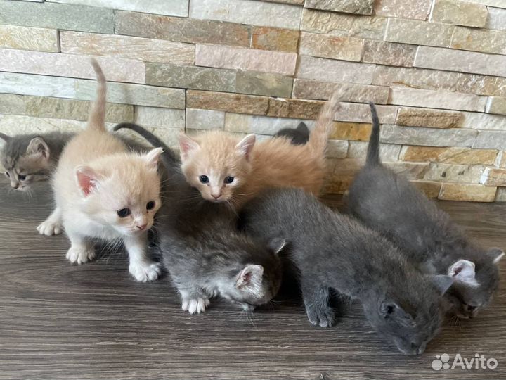 Котята в добрые руки даром