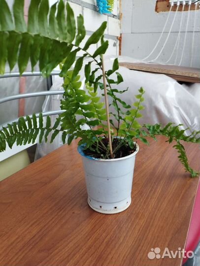 Комнатные растения