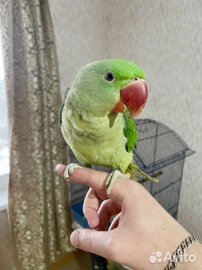 Александрийский попугай