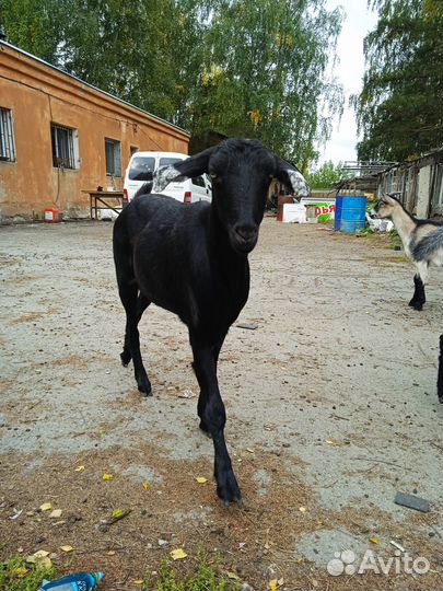 Козы первокотки