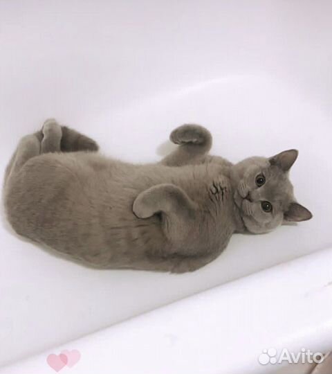 Случка кота