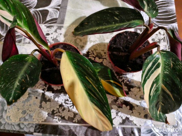 Строманта триколор