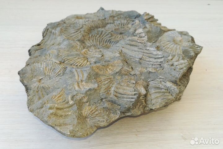 Древнее дно моря 2