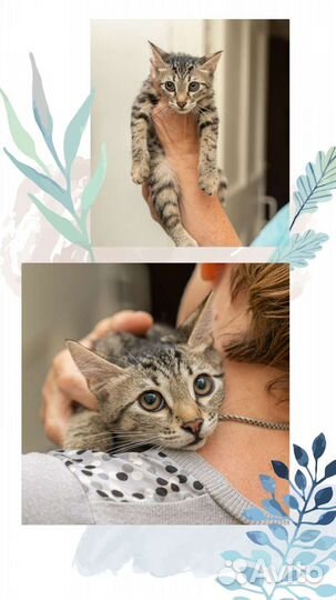 Милые котята в добрые руки