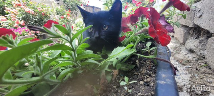 Котята в добрые руки даром девочка