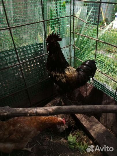 Петух Ухейилюй