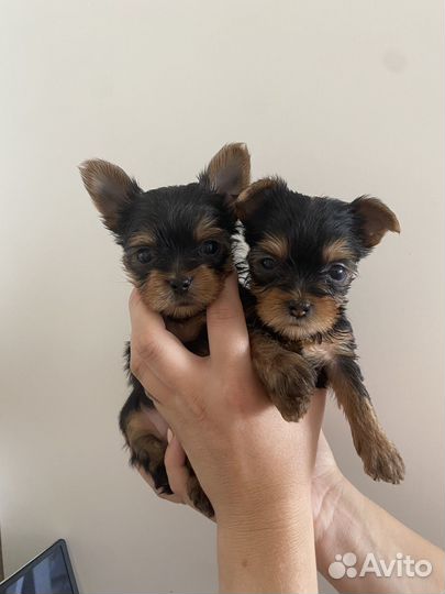 Щеночки мини йорка