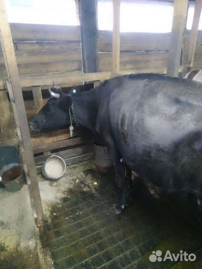 Коровы дойные молочные