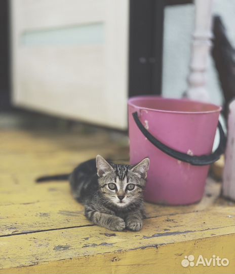 Котятки в добрые руки