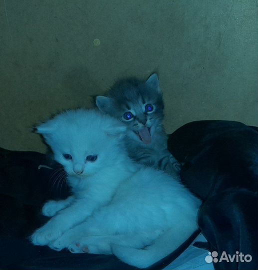 Котенок в добрые руки
