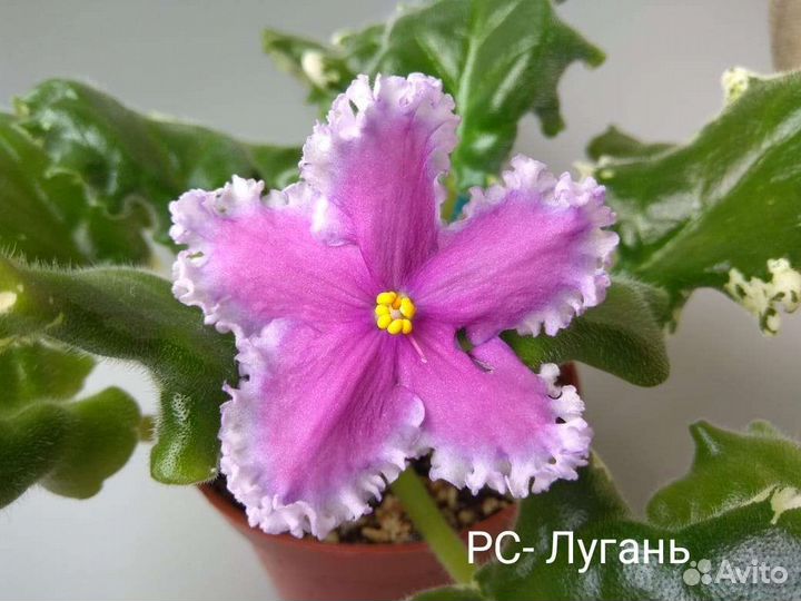 Сортовые фиалки