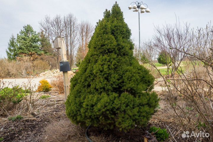 Ель карликовая Tомпа, Коника