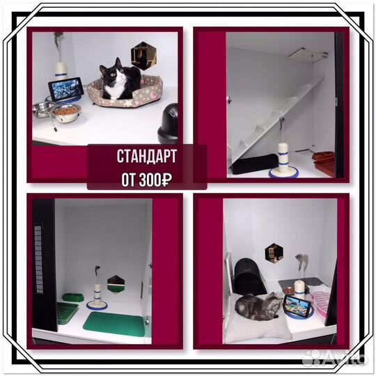 Зоогостиница, Передержка, Гостиница для кошек