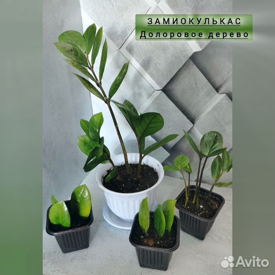 Комнатные растения, цветы, кактусы