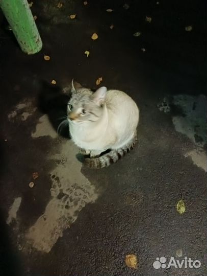 Кот