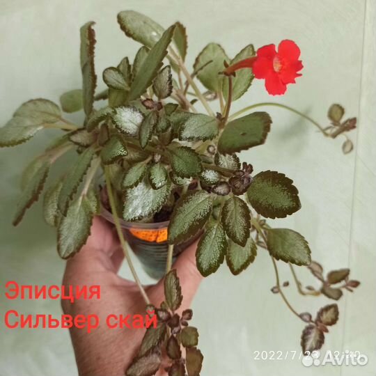 Декоративные комнатные растения