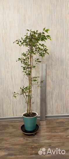 Фикус бенджамина, 1.2 см, мелколистный