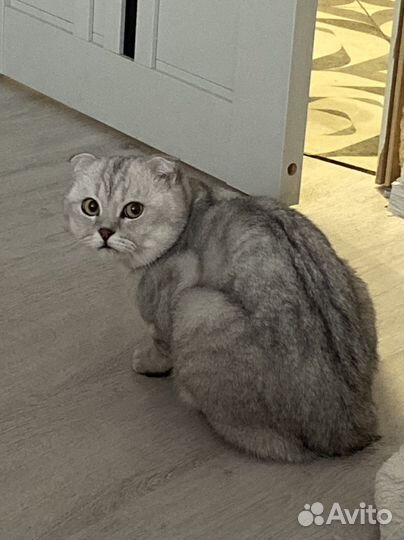 Кот на вязку