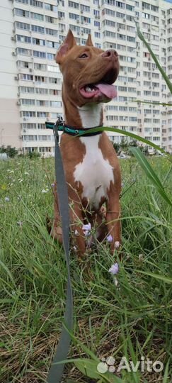 Няня для собак