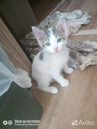 Отдам в добрые руки