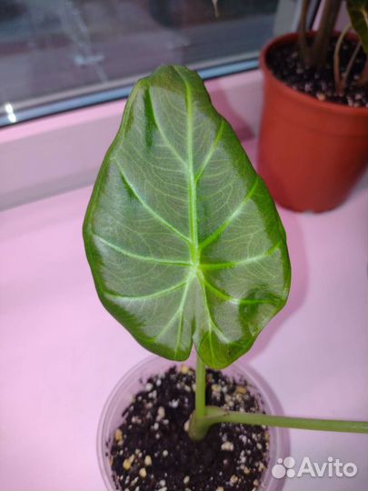 Алоказия регал шилдс