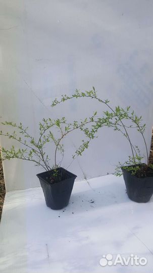 Спирея серая грефшейм