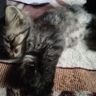 Йоркский шоколадный котёнок